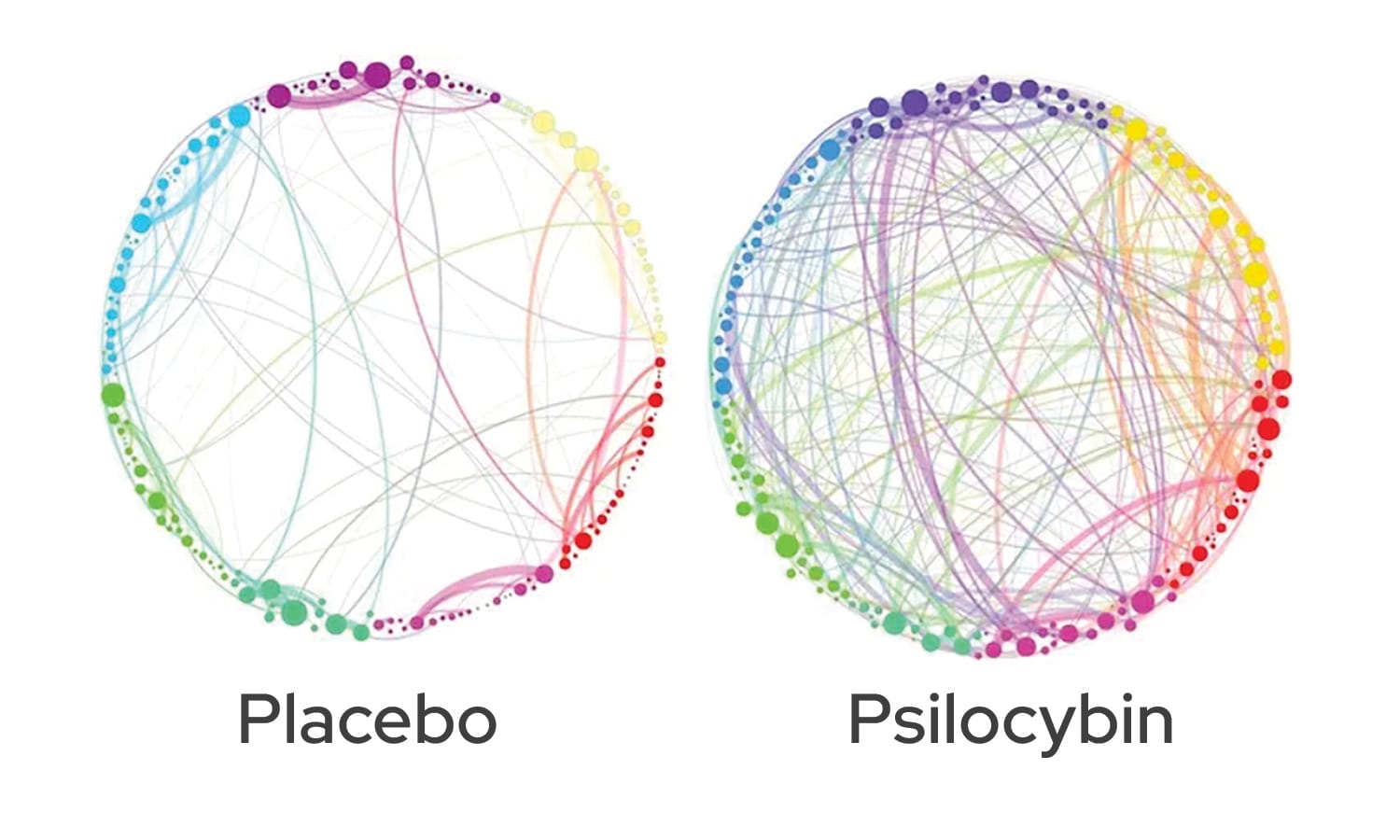 Graphic showing neural pathways with a placebo compared to much higher number of pathways with psilocybin